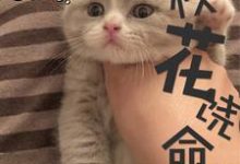 徐小北阮秋水徐小南为主角的小说叫什么?免费看校花饶命-干果文学
